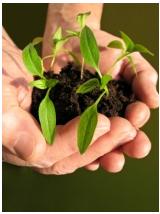plantinhand